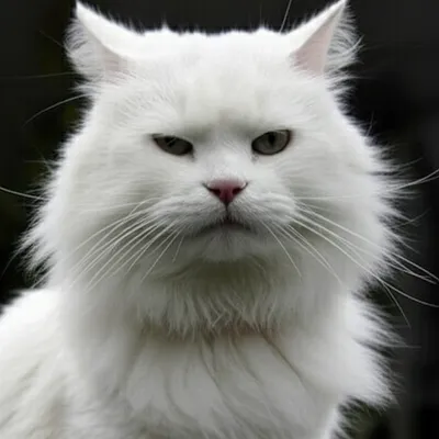 Illustration ruffed - Image 1