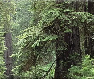 Illustration hemlock - Image 2