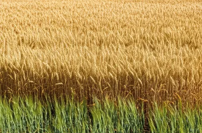 Illustration big - Image 1