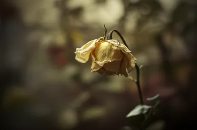 Illustration undertones - Image 1