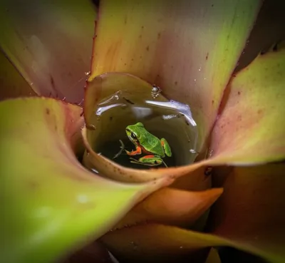 Illustration inquiline - Image 1