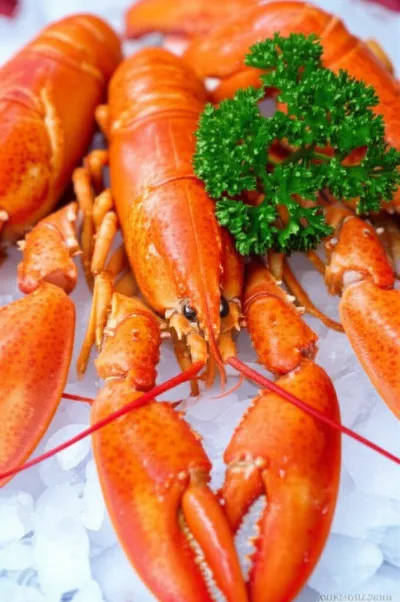 Illustration langoustines