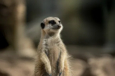 Illustration perked - Image 1