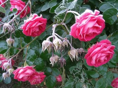 Illustration nipped - Image 1