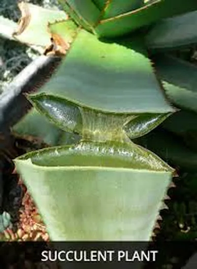 Illustration succulent - Image 2