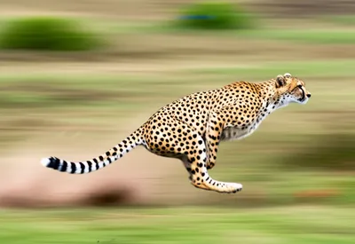 Illustration run - Image 1