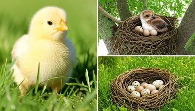 Illustration birds - Image 1