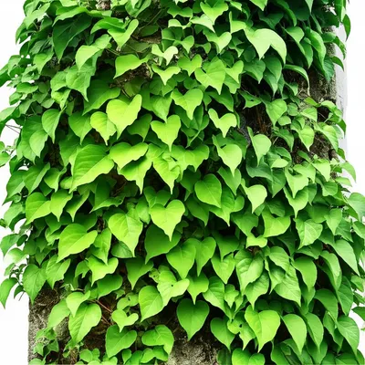 Illustration entwines