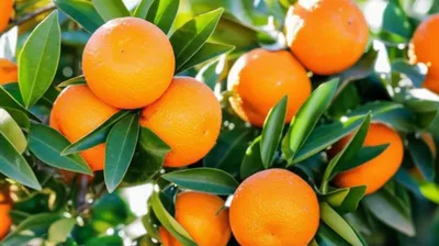 Illustration mandarines - Image 1