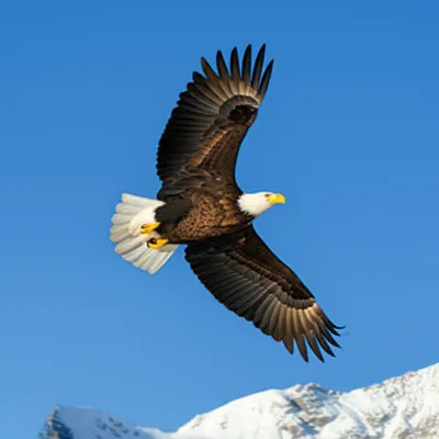 Illustration soared - Image 1