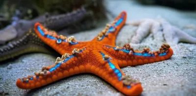 Illustration trivia - Image 1