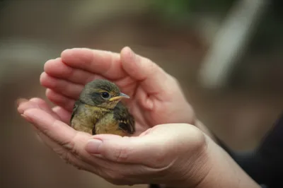 Illustration commending - Image 1