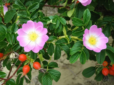 Illustration rugosas