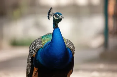 Illustration bridles - Image 1