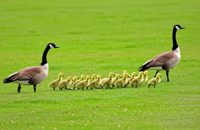 Illustration parade - Image 1