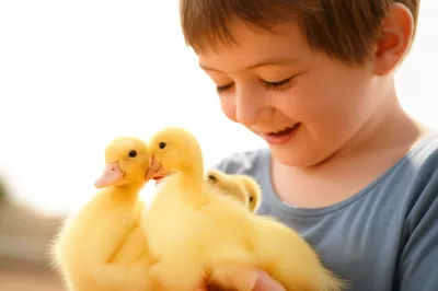 Illustration duckies - Image 1
