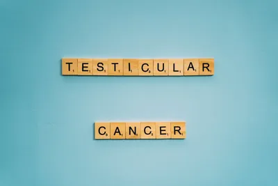 Illustration testicular - Image 2