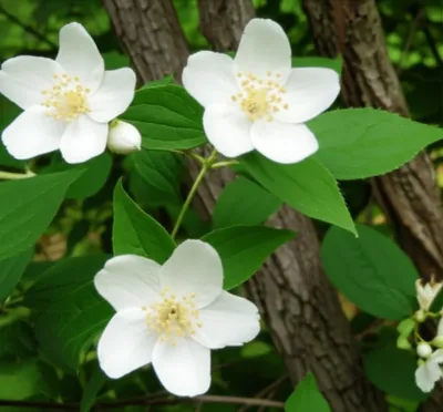 Illustration philadelphus
