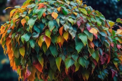 Illustration thicker - Image 1