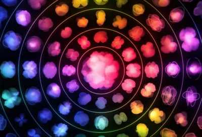 Illustration shell - Image 1