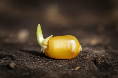 Illustration grain - Image 1