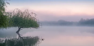 Illustration stiller - Image 1