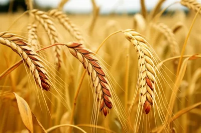 Illustration spelt - Image 1