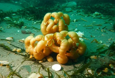 Illustration ruffles - Image 1