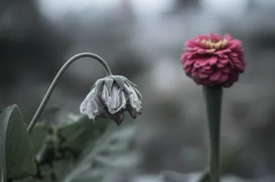 Illustration slower - Image 1