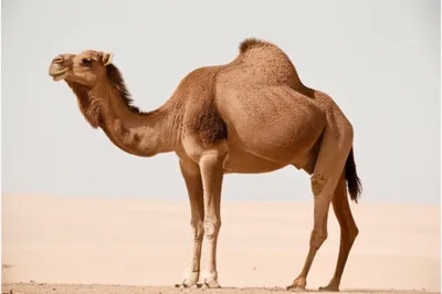 Illustration bunches - Image 1