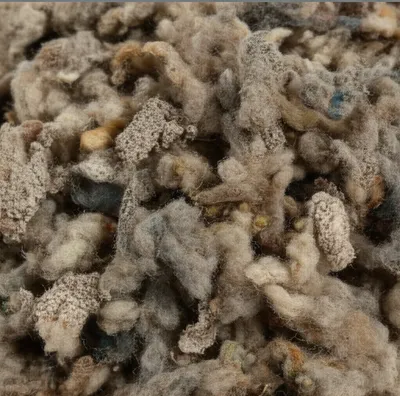 Illustration mungo - Image 1