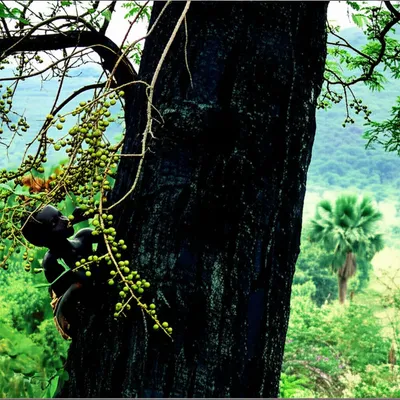 Illustration grenadilla