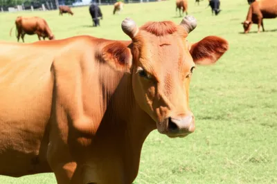 Illustration polled - Image 1