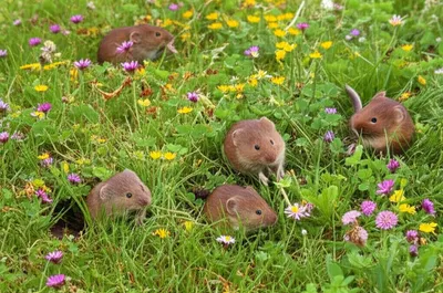 Illustration voles - Image 1