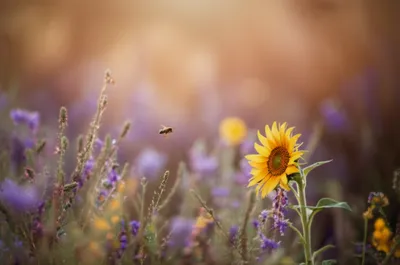 Illustration droned - Image 1