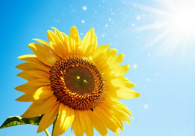 Illustration hopes - Image 1