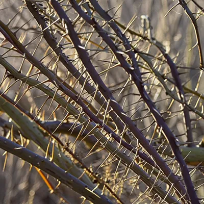 Illustration barbs - Image 1