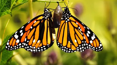 Illustration surfaced - Image 1