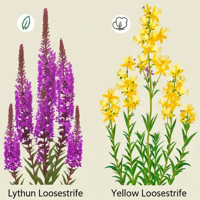 Illustration loosestrife