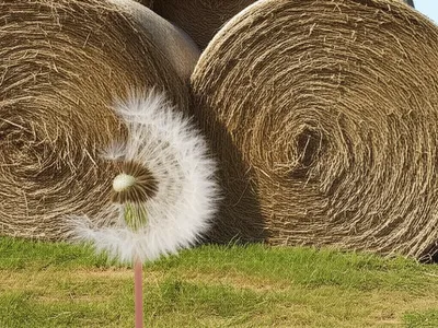 Illustration bulk - Image 1