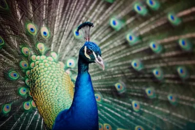 Illustration vaunts - Image 1