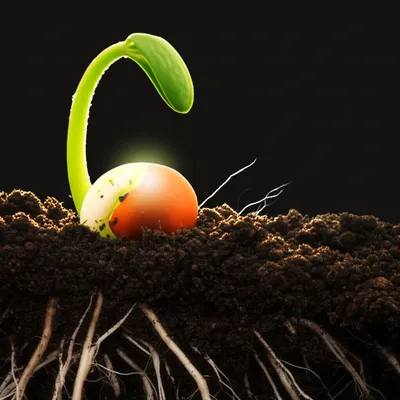 Illustration originates