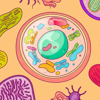 Illustration vesicle - Image 1