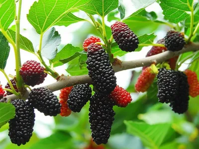 Illustration mulberry - Image 1