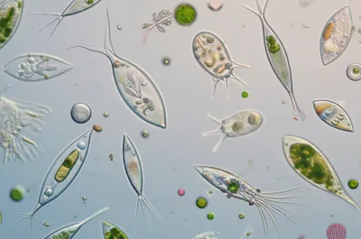 Illustration infusoria