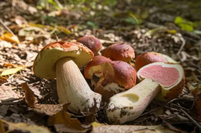 Illustration blusher - Image 1