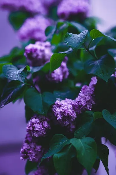 Illustration purples - Image 2