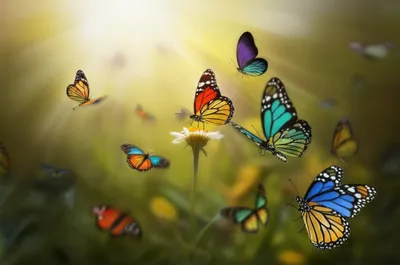 Illustration flutters - Image 1