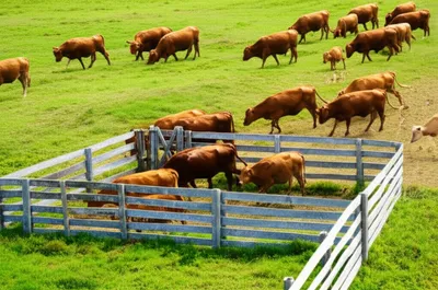 Illustration cutout - Image 1