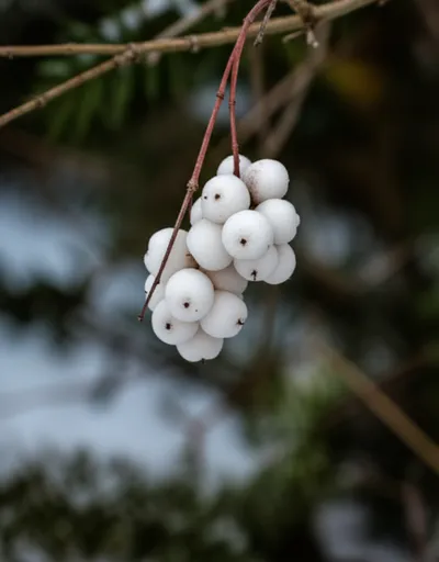 Illustration waxberry - Image 1